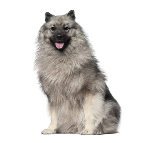 Chow chow keeshond fashion